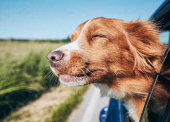 Traveling in the Car With Your Dog